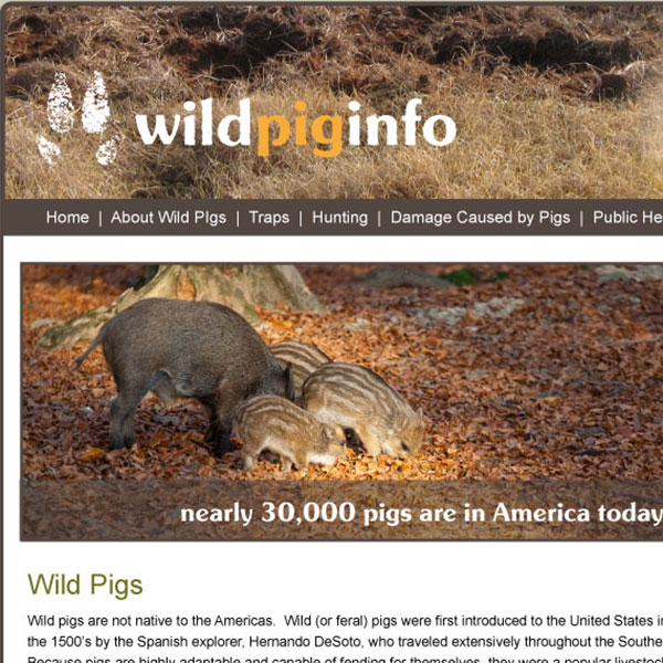 Wild Pig Info Website