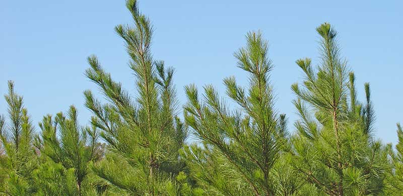 Loblolly pine plantation