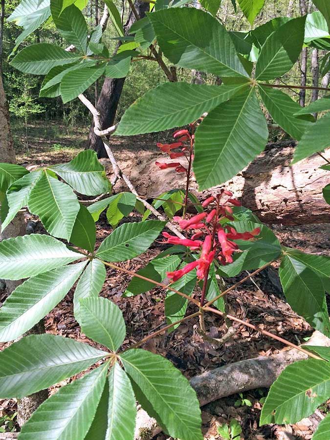 Red buckeye with flowers