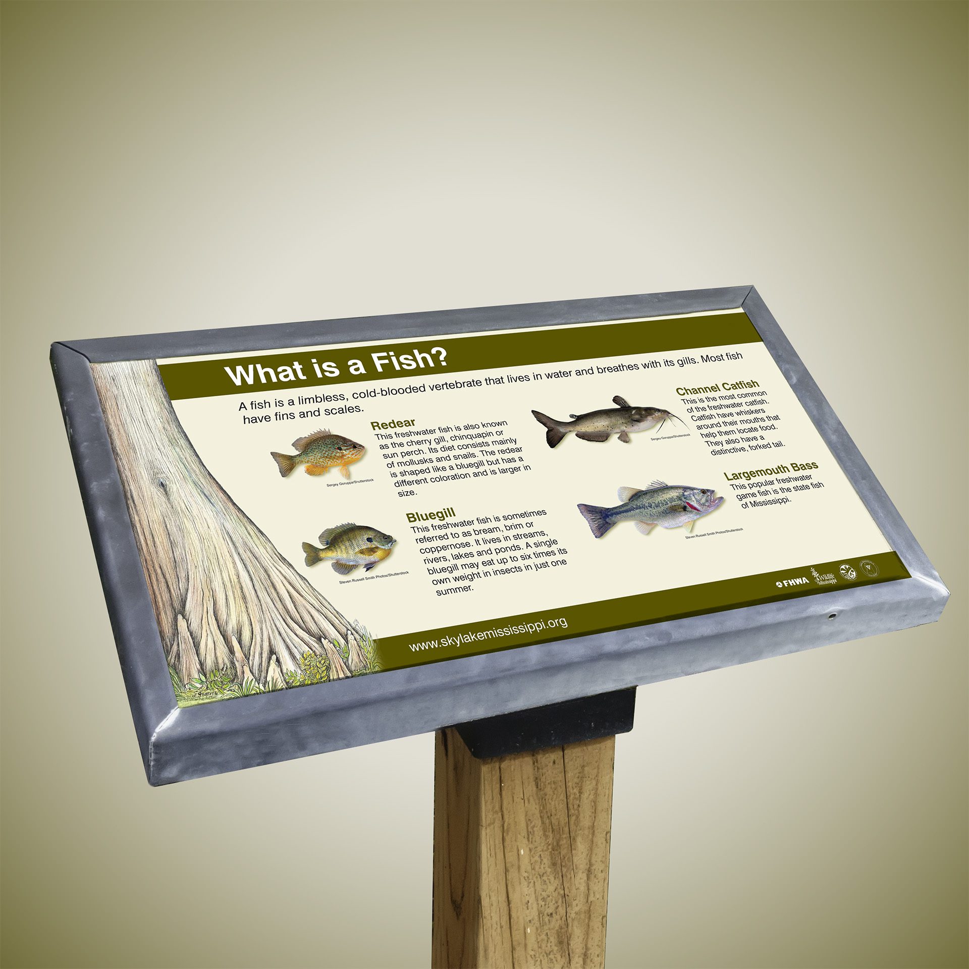 Outdoor Interpretive sign design what is a fish - Kathy Jacobs Design ...
