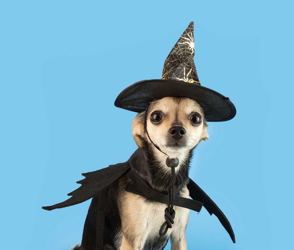Small dog in witch costume