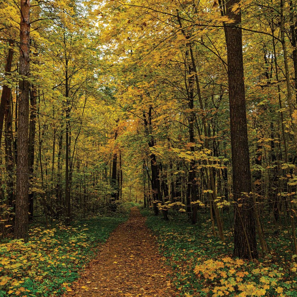 Path in the forest surrounded by trees in fall colors